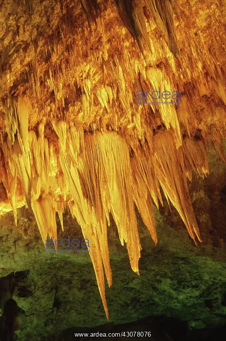 : Big Room, Carlsbad Caverns : Big Room, Carlsbad Caverns