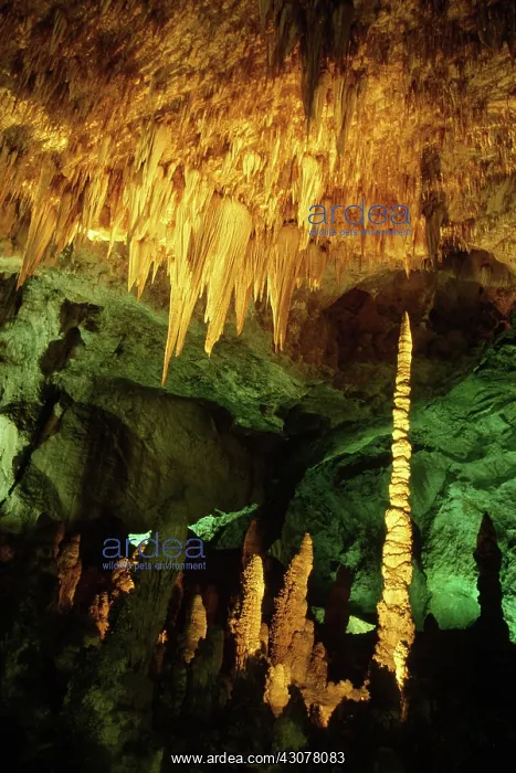 : Big Room, Carlsbad Caverns : Big Room, Carlsbad Caverns