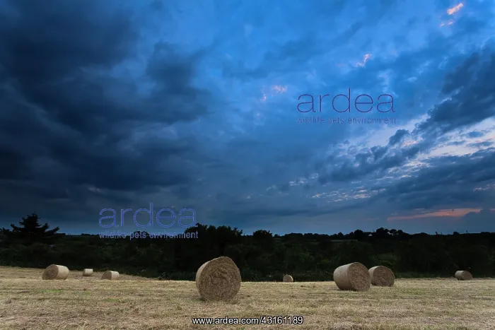  : Big round bales of hay at mown field by sunset with dark clo