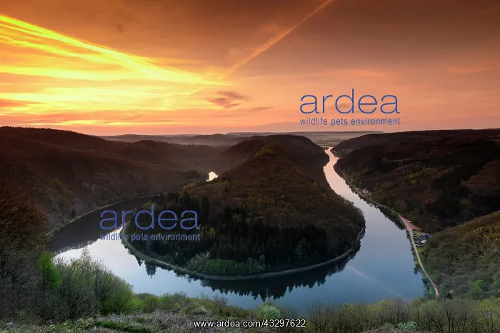 : Big Saar loop at sunrise, near Mettlach, Saarland : Big Saar loop at sunrise, near Mettlach, Saarland