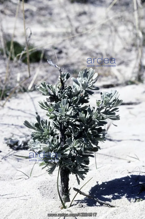 : Big Sagebrush on Antelope Island, Utah : Big Sagebrush on Antelope Island, Utah