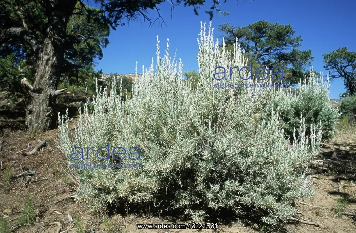 : Big Sagebrush (Artemisia tridentata) : Big Sagebrush (Artemisia tridentata)