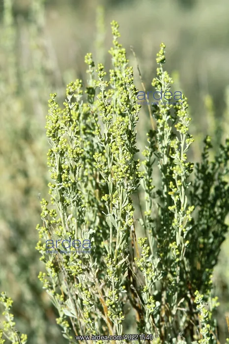 : Big Sagebrush (Artemisia tridentata) : Big Sagebrush (Artemisia tridentata)
