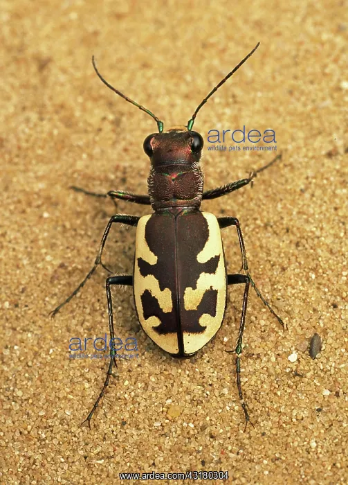 : Big Sand Tiger Beetle : Big Sand Tiger Beetle