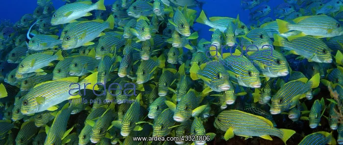 : Very big school of Ribboned sweetlips (Plectorhinchus : Very big school of Ribboned sweetlips (Plectorhinchus