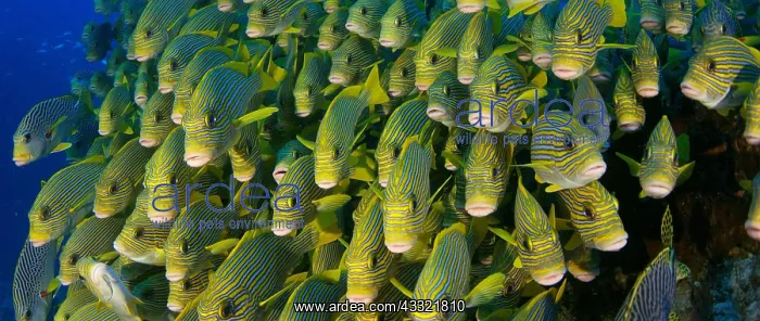 : Very big school of Ribboned sweetlips (Plectorhinchus : Very big school of Ribboned sweetlips (Plectorhinchus