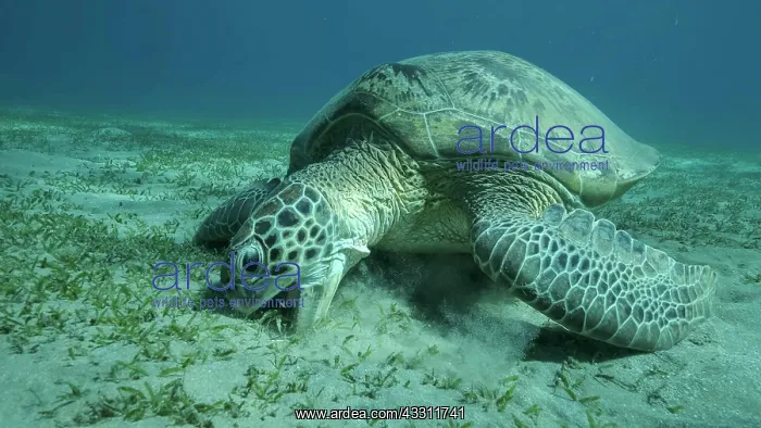 : Big Sea Turtle green eats green sea grass on the : Big Sea Turtle green eats green sea grass on the