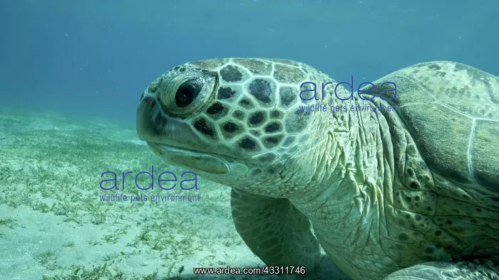 : Big Sea Turtle green on seabed covered with green : Big Sea Turtle green on seabed covered with green