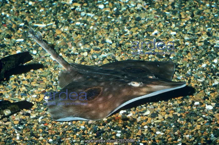 : BIG SKATE - ON SHINGLE : BIG SKATE - ON SHINGLE