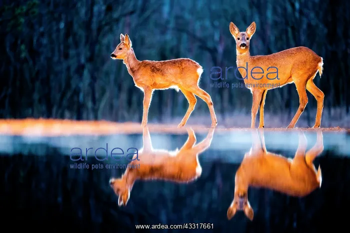 : The big and the small. Roe deer (Capreolus capre : The big and the small. Roe deer (Capreolus capre