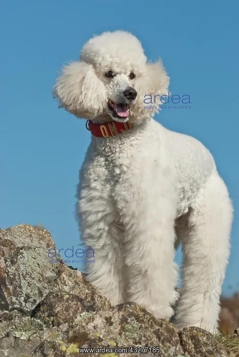 : Big white poodle, giant poodle standing on rocks : Big white poodle, giant poodle standing on rocks