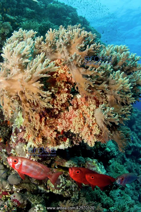 : Bigeye Fish - St. Johns : Bigeye Fish - St. Johns