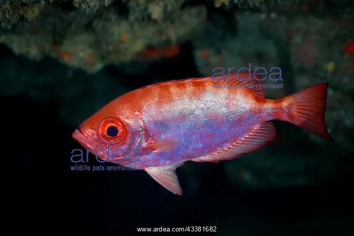 : Bigeye glasseye snapper (Heteropriacanthus cruentatus) : Bigeye glasseye snapper (Heteropriacanthus cruentatus)