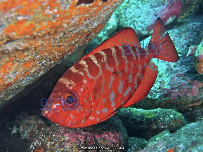 : Bigeye glasseye snapper (Heteropriacanthus cruentatus) : Bigeye glasseye snapper (Heteropriacanthus cruentatus)