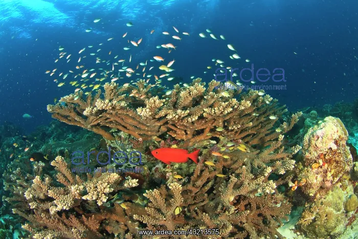  : Bigeye hiding under hard coral, Kadola Island