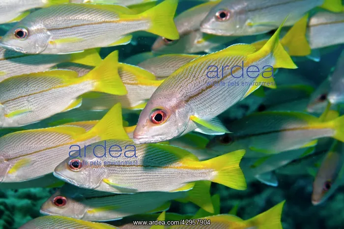: Bigeye Snapper - school : Bigeye Snapper - school