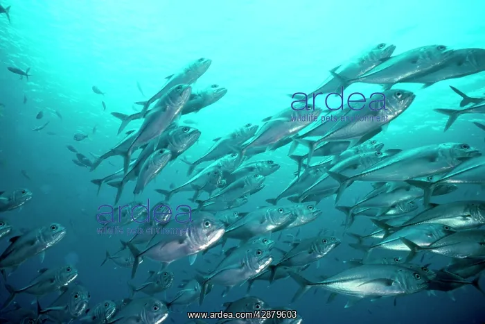 : Bigeye Trevally : Bigeye Trevally