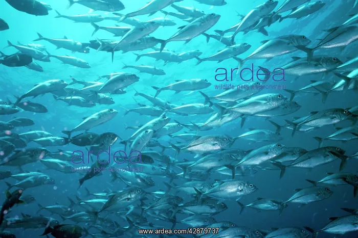 : Bigeye Trevally : Bigeye Trevally