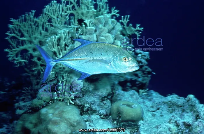: Bigeye Trevally : Bigeye Trevally