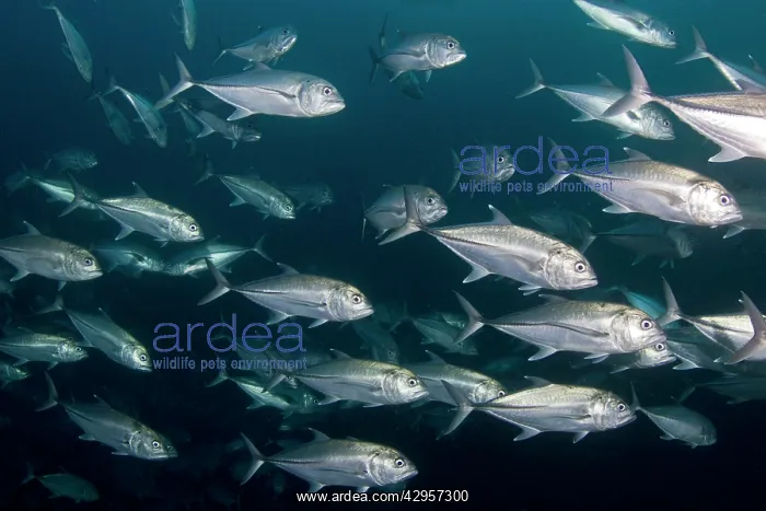 : Bigeye Trevally : Bigeye Trevally