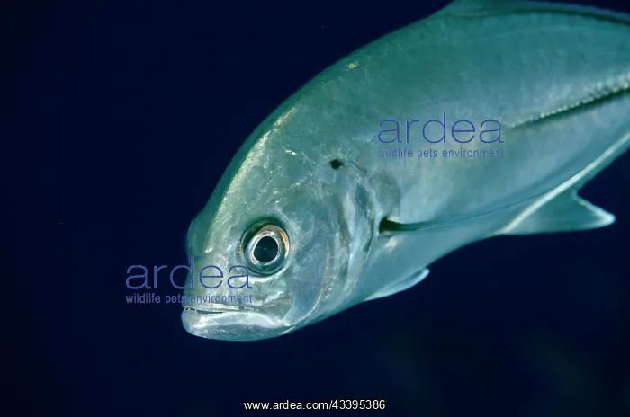  : Bigeye Trevally