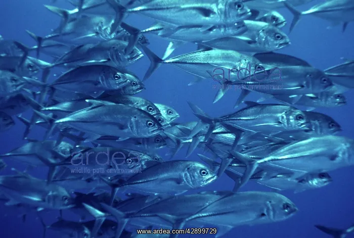 : Bigeye trevally - Common along reef drop offs : Bigeye trevally - Common along reef drop offs
