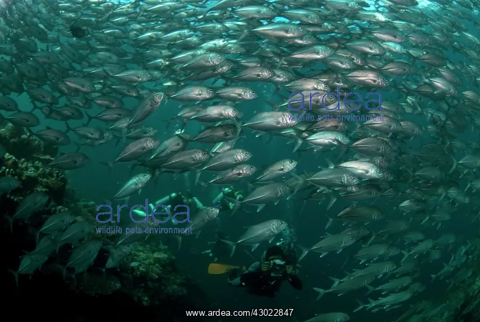 : Bigeye Trevally diver photographing school : Bigeye Trevally diver photographing school