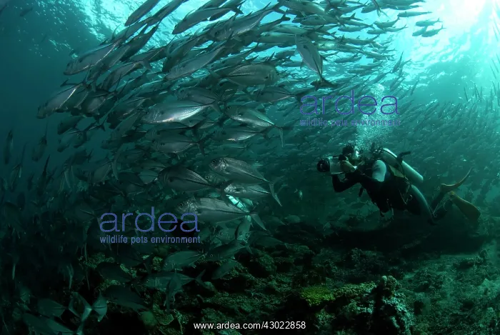 : Bigeye Trevally diver photographing school : Bigeye Trevally diver photographing school