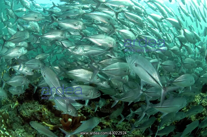  : Bigeye Trevally school