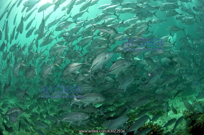  : Bigeye Trevally school