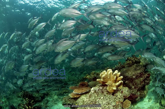  : Bigeye Trevally school