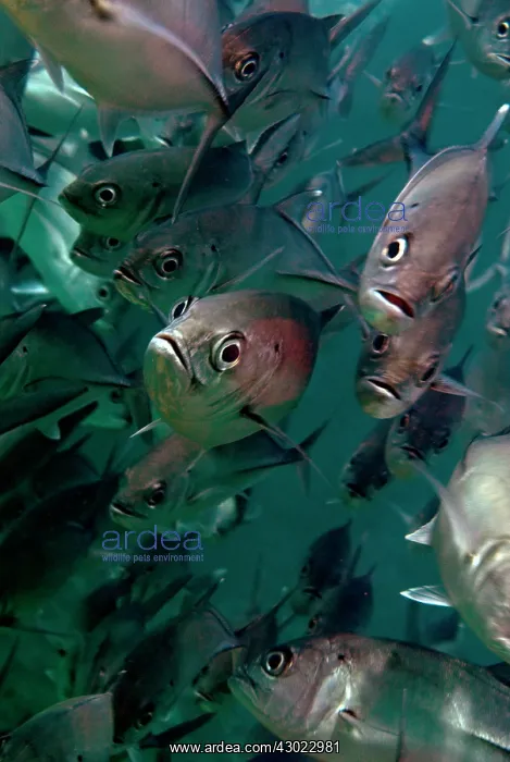  : Bigeye Trevally school