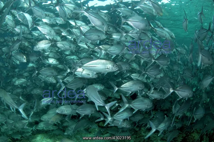  : Bigeye Trevally school