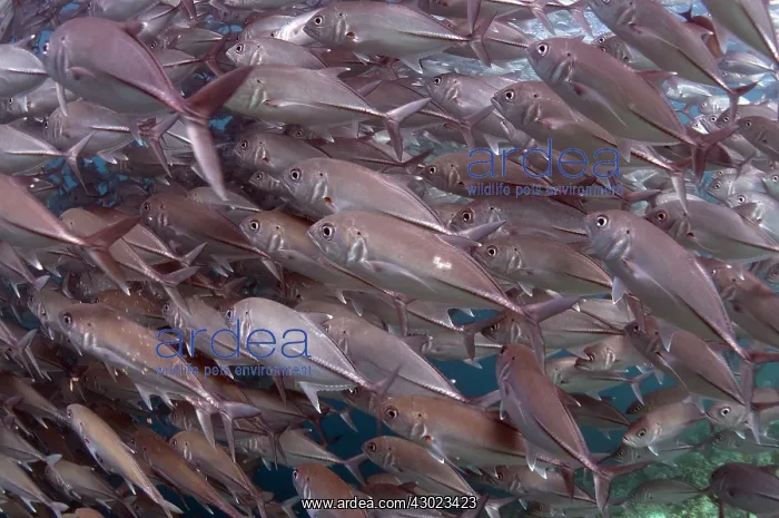  : Bigeye Trevally school