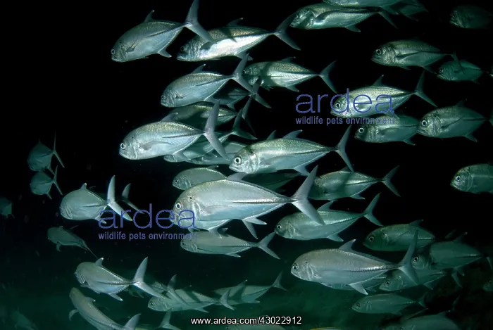  : Bigeye Trevally school in cave