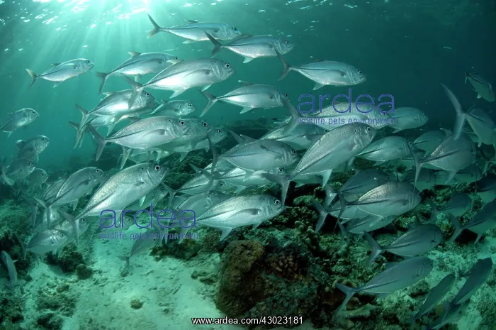  : Bigeye Trevally school with sun