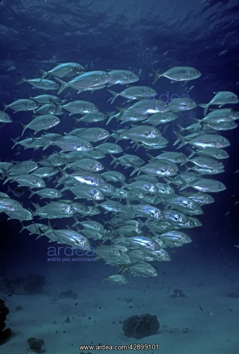 : Bigeye Trevally - shoal, common along reef dropoffs : Bigeye Trevally - shoal, common along reef dropoffs