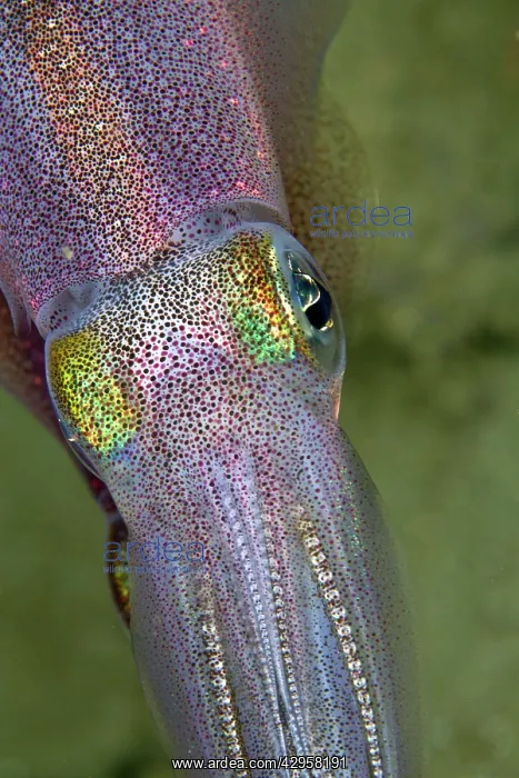 : Bigfin Reef Squid : Bigfin Reef Squid