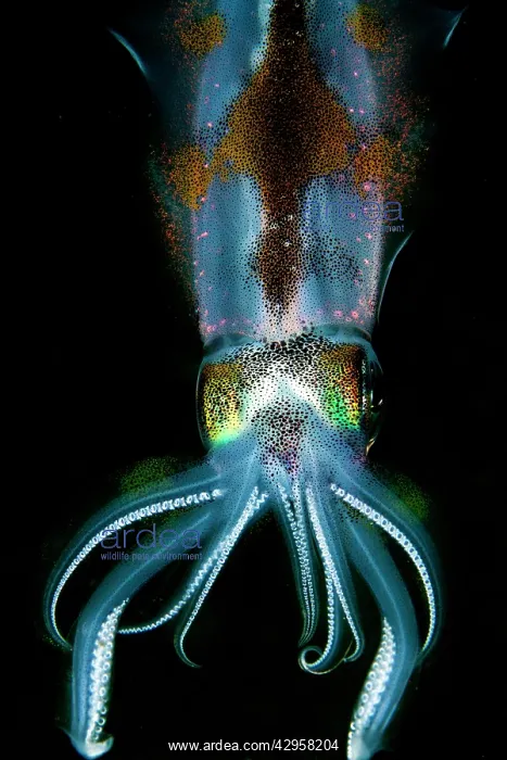: Bigfin Reef Squid : Bigfin Reef Squid