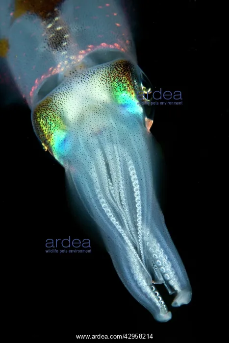 : Bigfin Reef Squid : Bigfin Reef Squid