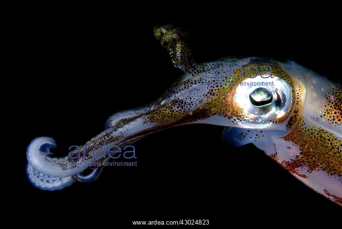 : Bigfin Reef Squid : Bigfin Reef Squid