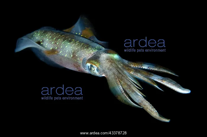 : Bigfin Reef Squid : Bigfin Reef Squid