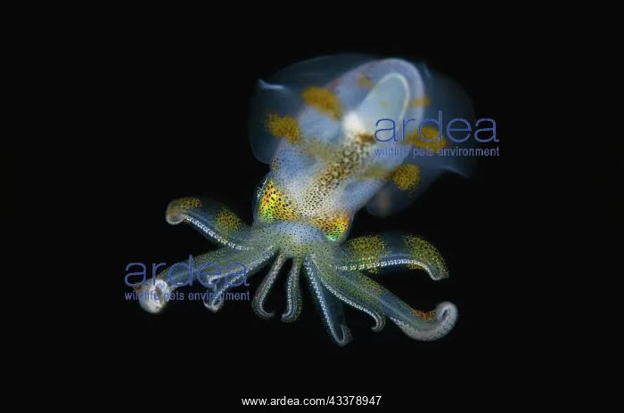 : Bigfin Reef Squid : Bigfin Reef Squid