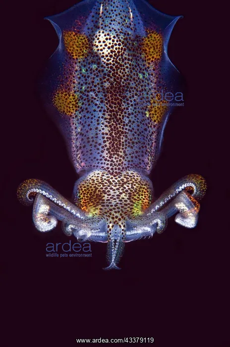 : Bigfin Reef Squid : Bigfin Reef Squid