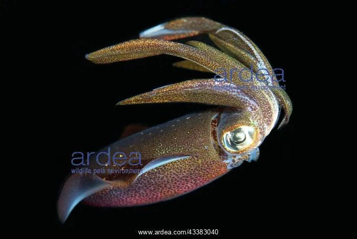 : Bigfin Reef Squid : Bigfin Reef Squid