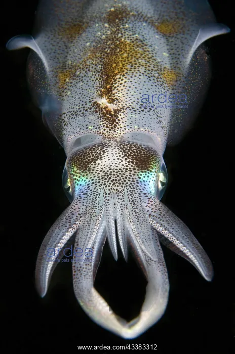: Bigfin Reef Squid : Bigfin Reef Squid