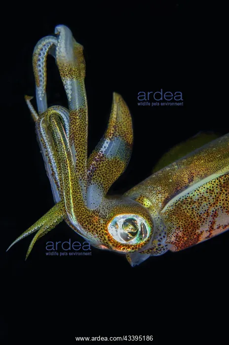 : Bigfin Reef Squid : Bigfin Reef Squid