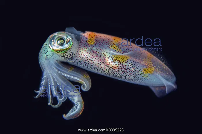 : Bigfin Reef Squid : Bigfin Reef Squid