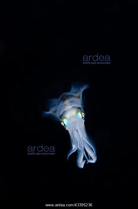: Bigfin Reef Squid : Bigfin Reef Squid