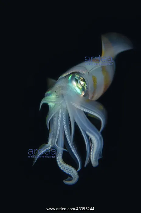: Bigfin Reef Squid : Bigfin Reef Squid